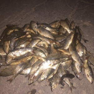 Kefal vobla baliglari satilir kefal 5 manat vobla 4 manat ozum tutmuwa