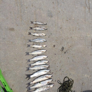 Kefal vobla baliglari satilir kefal 5 manat vobla 4 manat ozum tutmuwa