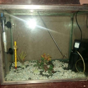 gördüyünüz kimi hər şeyi var balığı burax yaşasın qiymət 80 manat