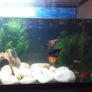 Balilar ve akvarium su qizdirici ve filtre 60 dan 