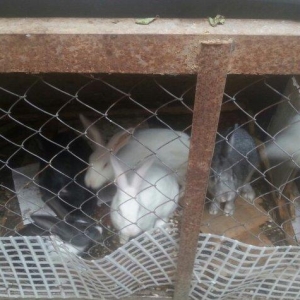 Hazir erkek dovwanlar satilir yemli dovwanlardi qiymeti 13 manata 
opt