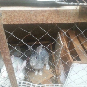 Hazir erkek dovwanlar satilir yemli dovwanlardi qiymeti 13 manata 
opt