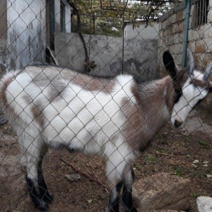 dagistanan ozum getirmiwem bala olanda indi hardasa 6 ayliqdi cins hey
