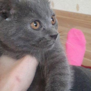 Продается британский котенок девочка 3 месяца здоровая игривая