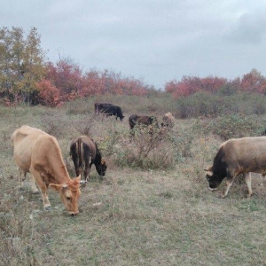 13 Baş maldi. 5 dene sagilan inek yanlarinda yazda doğulmuş 4 dana. 4