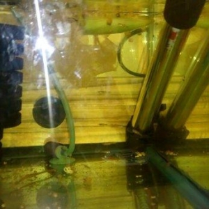 Qara quppi ve molinezia balalari satilir.Barter etmek olar.Whats app v