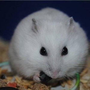 В наличие есть чисто белые 