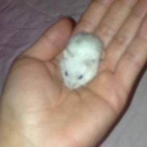 Джунгарский хомяк белого ц