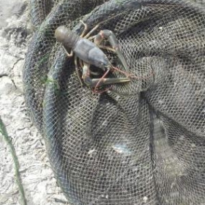 Restoranlar üçün gözəl xərçəngimiz var Çin və Balıq məmullatları ( və