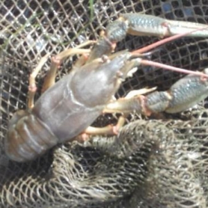 Restoranlar üçün gözəl xərçəngimiz var Çin və Balıq məmullatları ( və