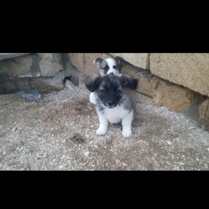 Собаки звонок. Tək biri 40 azn maraqlananlardan xahiş olunur əlavə məl