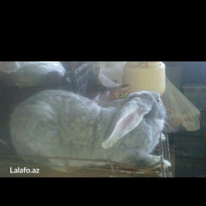 doşan disidi barter olunasi hayvanlar tovuq firen