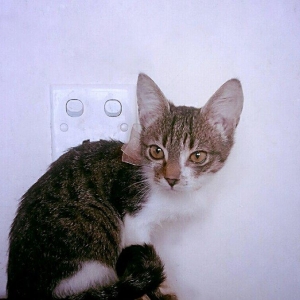 Pulsuz yaxşı etibarlı ellere temiz ev pişiyi v