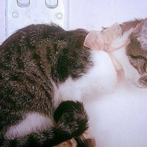 Pulsuz yaxşı etibarlı ellere temiz ev pişiyi verilir 3 aylıq dişi