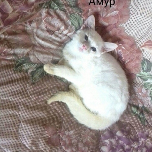 Белый шотландский котёнок 3 месяца мальчик привит приучен к лотку