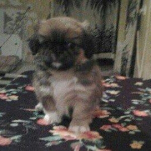 pikines 5 ayliq qizdi iynalar vurulup 170 m cidti wahslara zank vursun