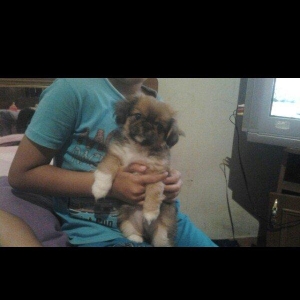 pikines 5 ayliq qizdi iynalar vurulup 170 m cidti wahslara zank vursun