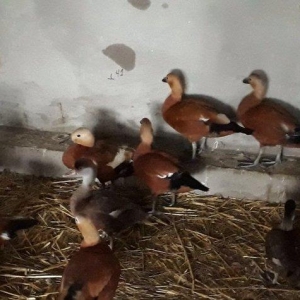 Anqut satılır bir ədədi 50 manat xaxlun ördəkləri (fərələr) bir ədədi