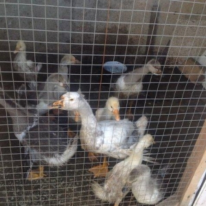 Russia qazlaridi 120 eded yumrtdaya bilirler cins qazlardi 12 eded