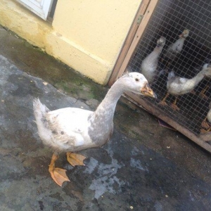 Russia qazlaridi 120 eded yumrtdaya bilirler cins qazlardi 12 eded