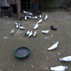 1 denesin 6 manatdan satiram awaxasi 5 denesin almaq wertiynen ucurtma