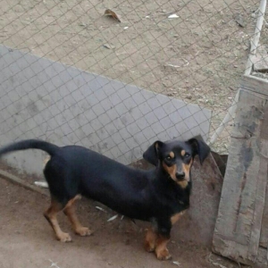 taksa satilir diwidi 1 yaş yarim. cut vurulmuyub.