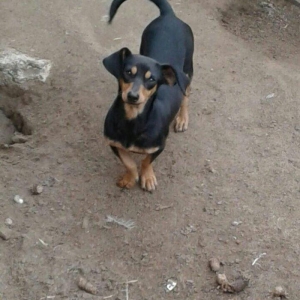 taksa satilir diwidi 1 yaş yarim. cut vurulmuyub. qapi sesine hurur. a