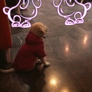 Avqustun 3 7kq pasaportu var tum awilari elenib  s