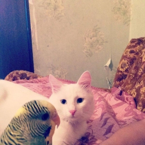 Pisiyi  satiram tecili pul lazimdir diye agili pisiydi  qum medeniyeti