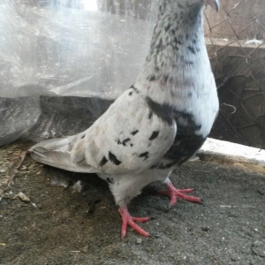 Temiz qan ebresler erkey maya yumurtaya qovur real alıcı narahat etsin