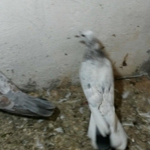 ebreşlər iki erlek bir maya erkek biri 16 tukdu 