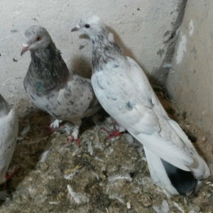 ebreşlər iki erlek bir maya erkek biri 16 tukdu tuləkdədilər tam sagla