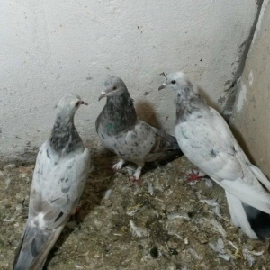 ebreşlər iki erlek bir maya erkek biri 16 tukdu tuləkdədilər tam sagla