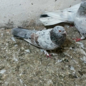 ebreşlər iki erlek bir maya erkek biri 16 tukdu tuləkdədilər tam sagla