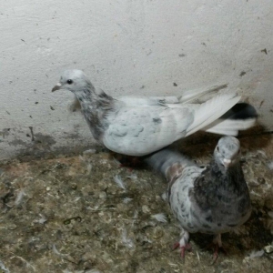 ebreşlər iki erlek bir maya erkek biri 16 tukdu tuləkdədilər tam sagla