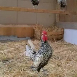 Sekiller ozderinin deyil.4 bramadi 4 orpintondu 2 sibritdi 2 feniksdi