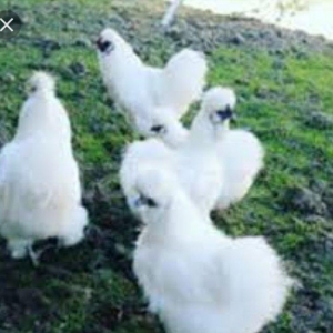 Sekiller ozderinin deyil.4 bramadi 4 orpintondu 2 sibritdi 2 feniksdi