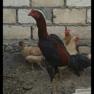 14 ayliqdi çox tərifləmiyecem başı çıxan  b