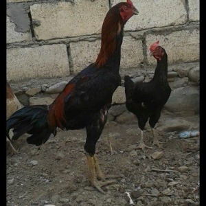 14 ayliqdi çox tərifləmiyecem başı çıxan  bilir nədir. Super davası va