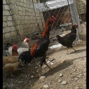 14 ayliqdi çox tərifləmiyecem başı çıxan  bilir nədir. Super davası va