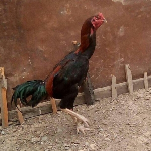 14 ayliqdi çox tərifləmiyecem başı çıxan  bilir nədir. Super davası va