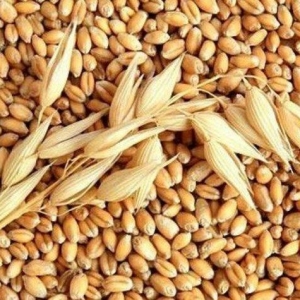 Sumqayıtda yeni fəaliyyətə başlamış yem dükanı ən ucuz qiymətlərlə buğ