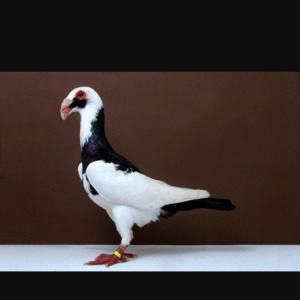 Şekil diqet üçündü dekaratif quşlar alıram 