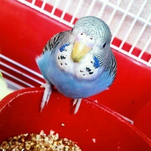 Saglam 3ayliq papuqay satilir erkekdir ele oyretmek ve danisdirmaq ola