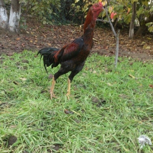 9 aylıq beçedi, super dixanyası var.Pul lazımdı deye satıram. Real qiy