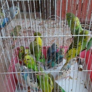 18 eded papuqay satilir  qanad quyruqu  zeyf cixib ama qanadlari