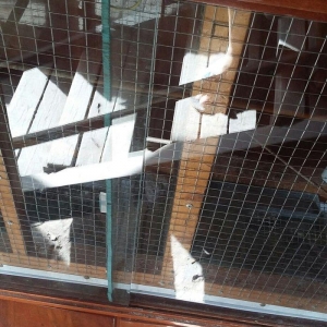 papuqaylar üçün iri qəfəsdi iki yuvası, işıqı, yay qapısı, qış qapısı