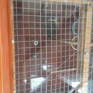 papuqaylar üçün iri qəfəsdi iki yuvası, işıqı, yay qapısı, qış qapısı