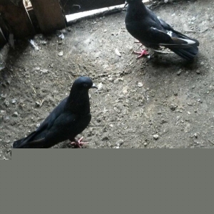 17tuk ağ qened maya 14tuk qara erkey göz qabaginda di öz quslarimdi uç