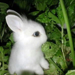 kiçik dovşan balaları satılır. Sağlam və təmizdilər. Dovşan balaları ç